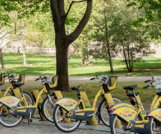 a group of bikes parked under a tree