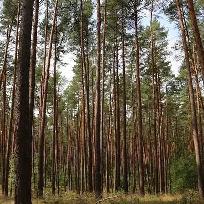 Kesselsee Lake Biodiverse Forest