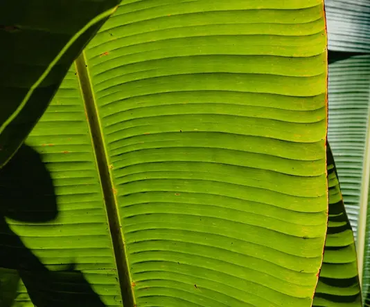 Sustainability