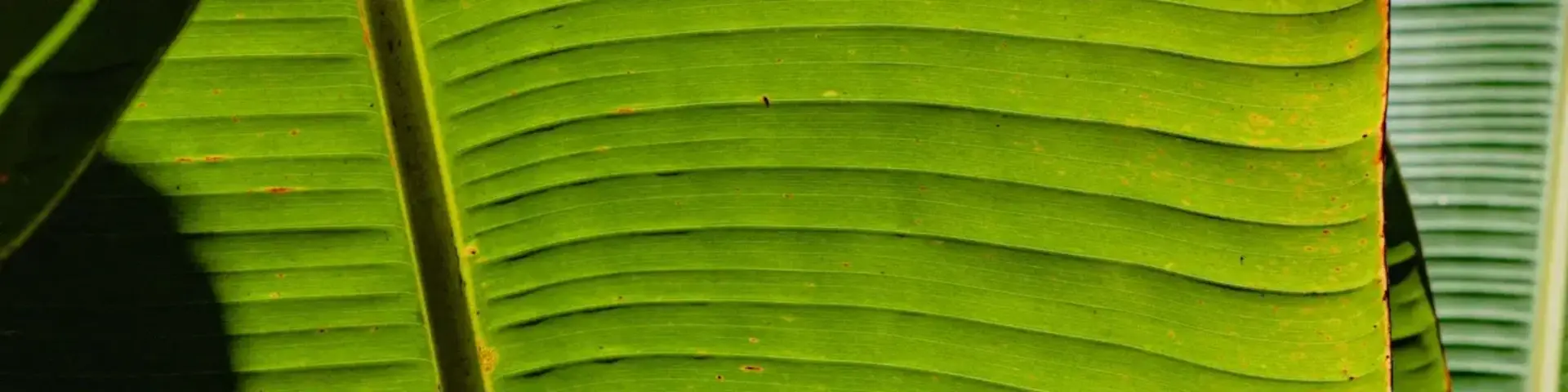 Sustainability