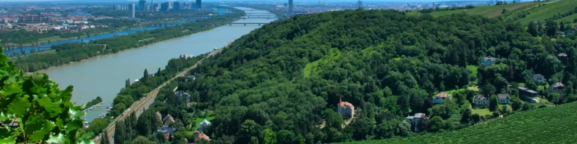 Cityscape of Vienna with vineyards
