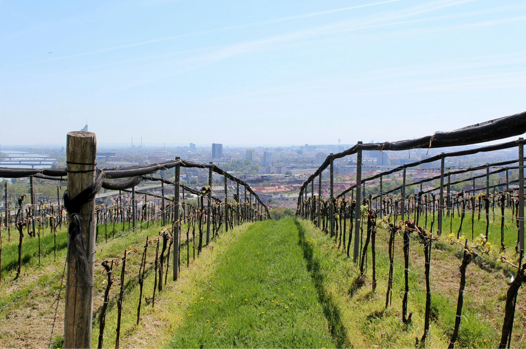 Bob W - Vienna Döbling - Vineyards Bob W - Vienna Döbling - Vineyards