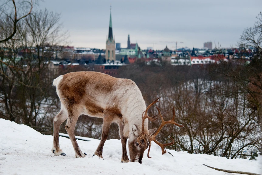A reindeer grazing in the snow at Skansen, with Stockholm's skyline behind