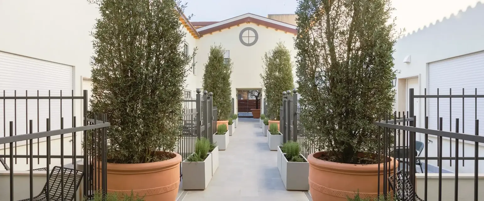 a walkway with trees in pots