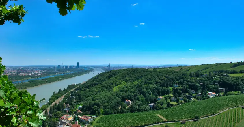 A cityscape of Vienna with vineyards in the forefront