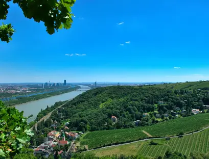 A cityscape of Vienna with vineyards in the forefront